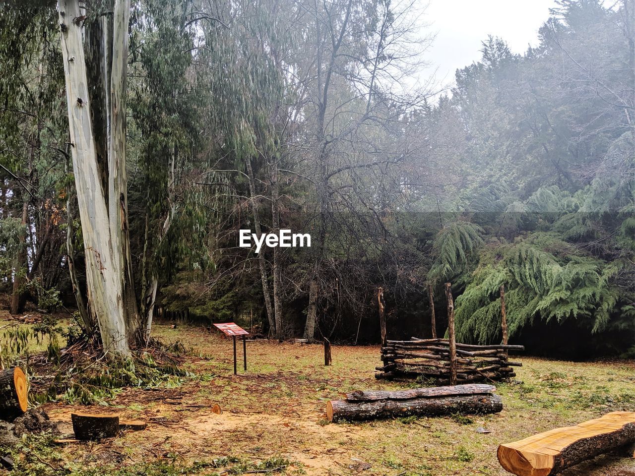 PANORAMIC SHOT OF TREES ON FIELD IN FOREST