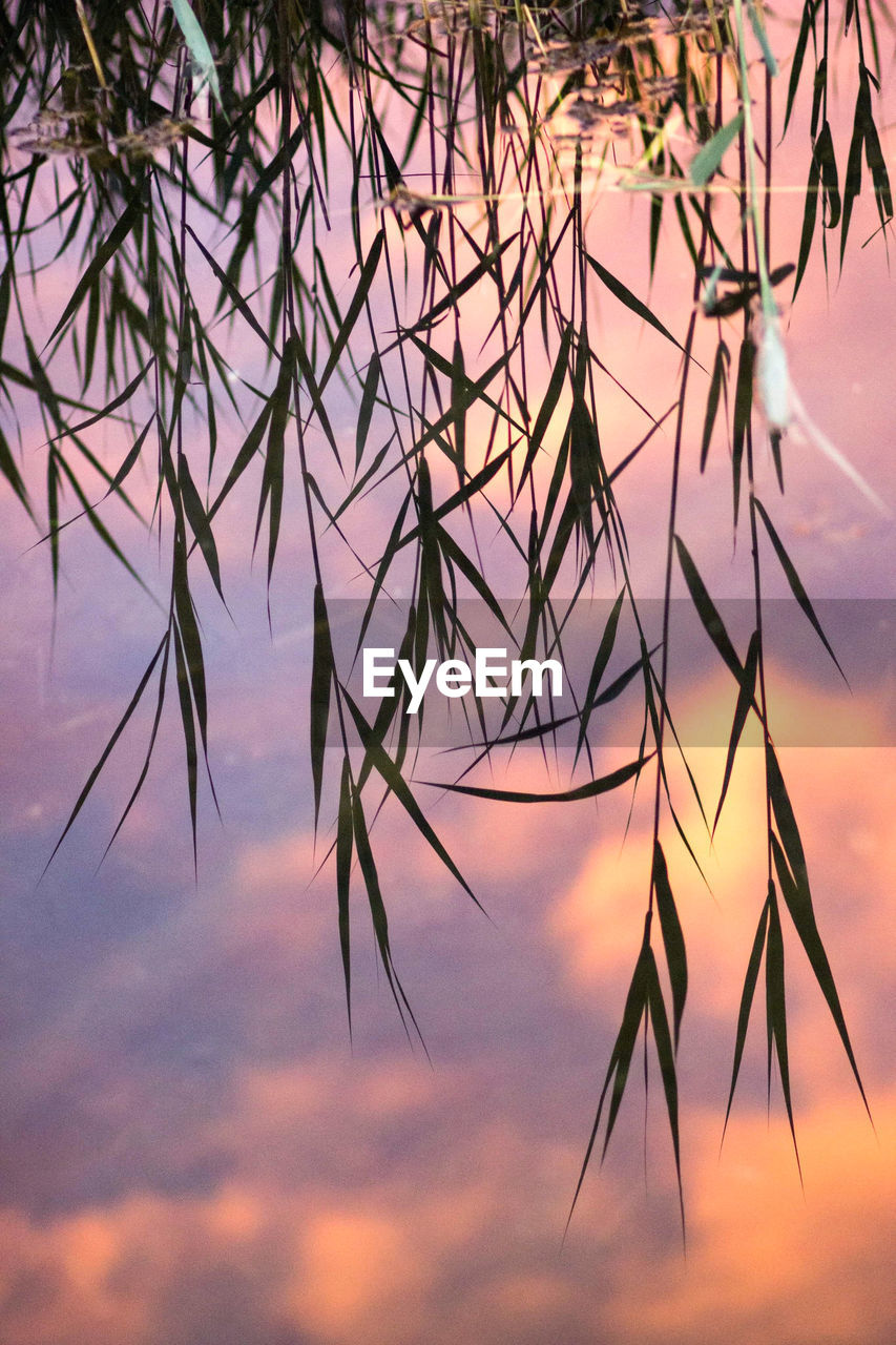 Close-up of silhouette plants against sky during sunset