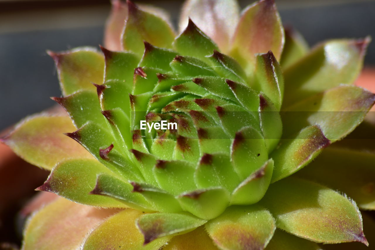 Close-up of succulent plant