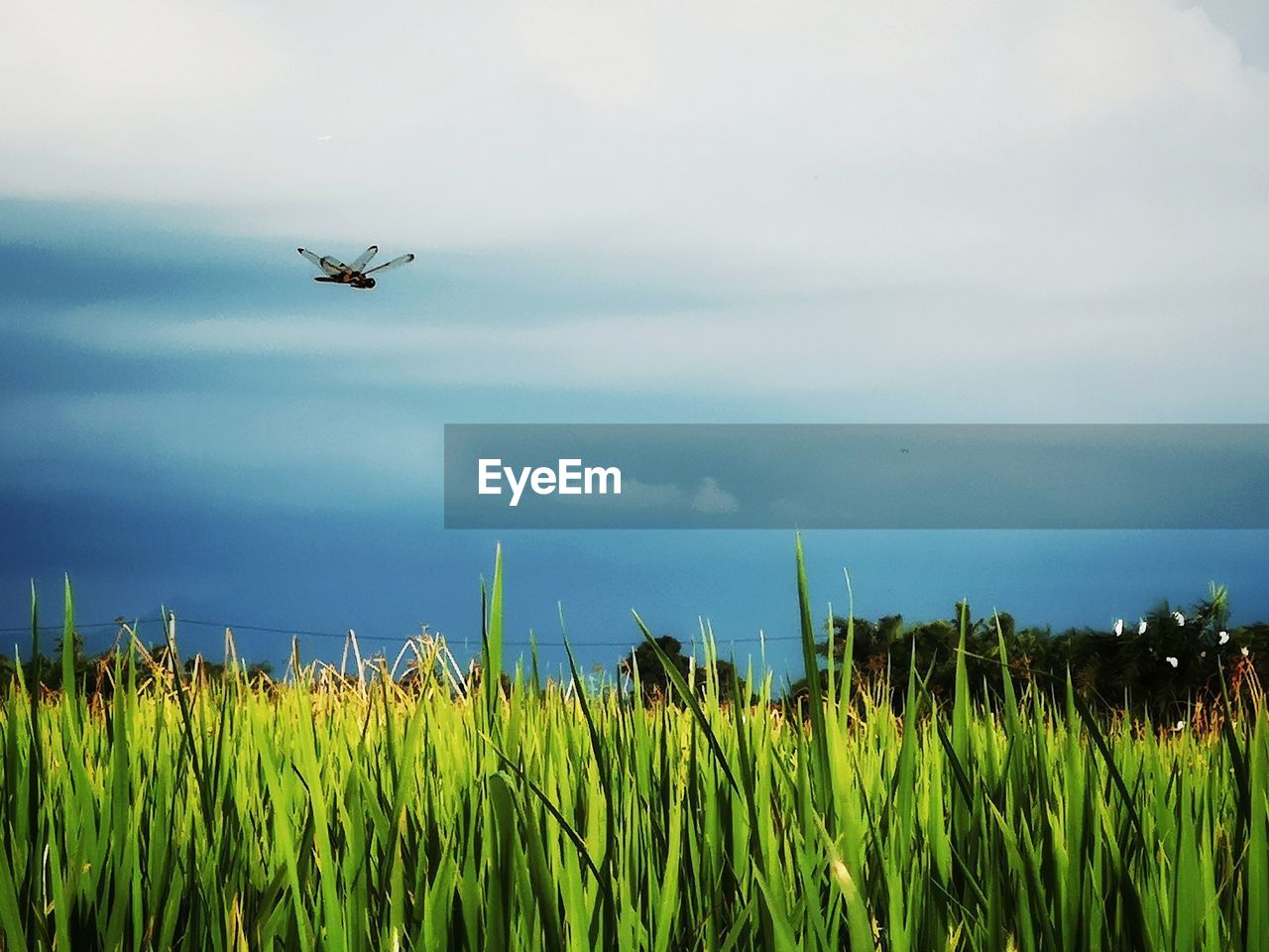 Airplane flying over agricultural field against sky