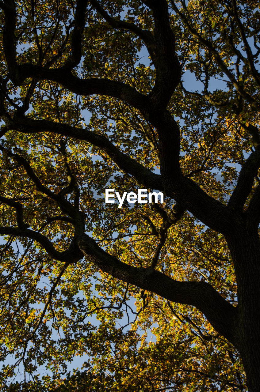 LOW ANGLE VIEW OF TREE BRANCHES AGAINST SKY