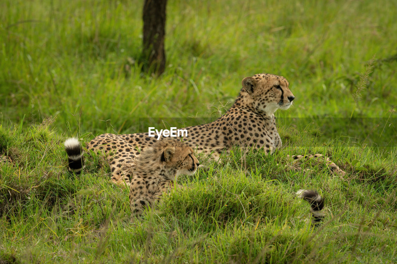 Cheetah lies beside cub on grassy mound