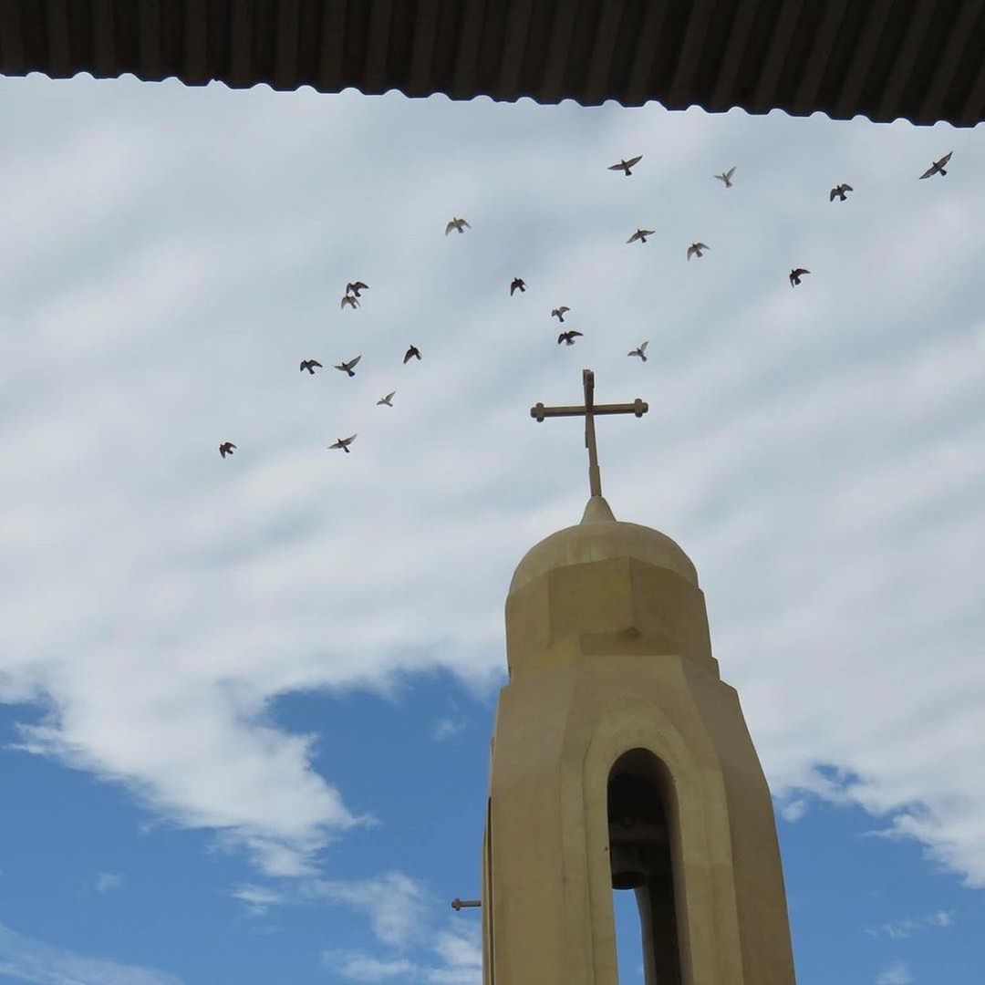 LOW ANGLE VIEW OF BIRDS FLYING IN SKY