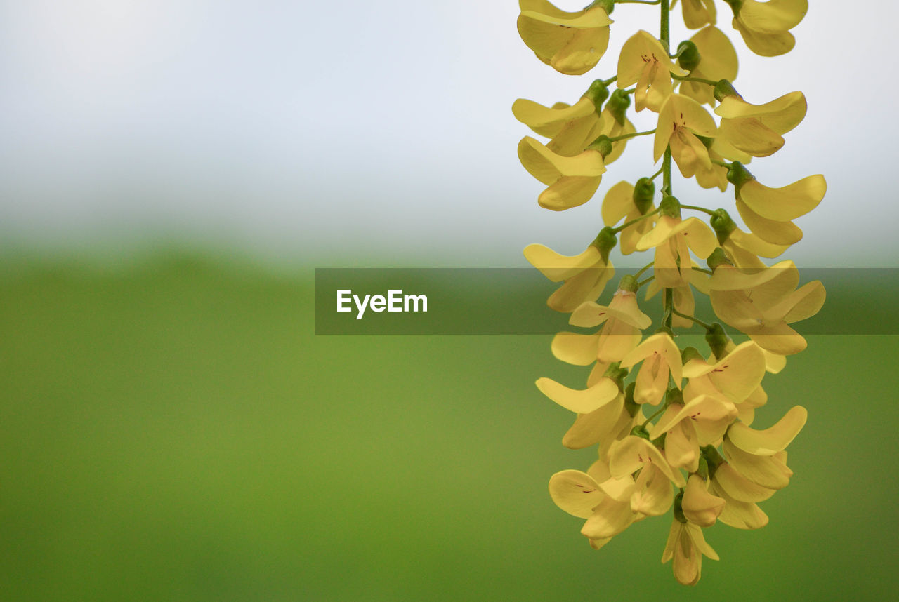 Close-up of yellow flowering plant