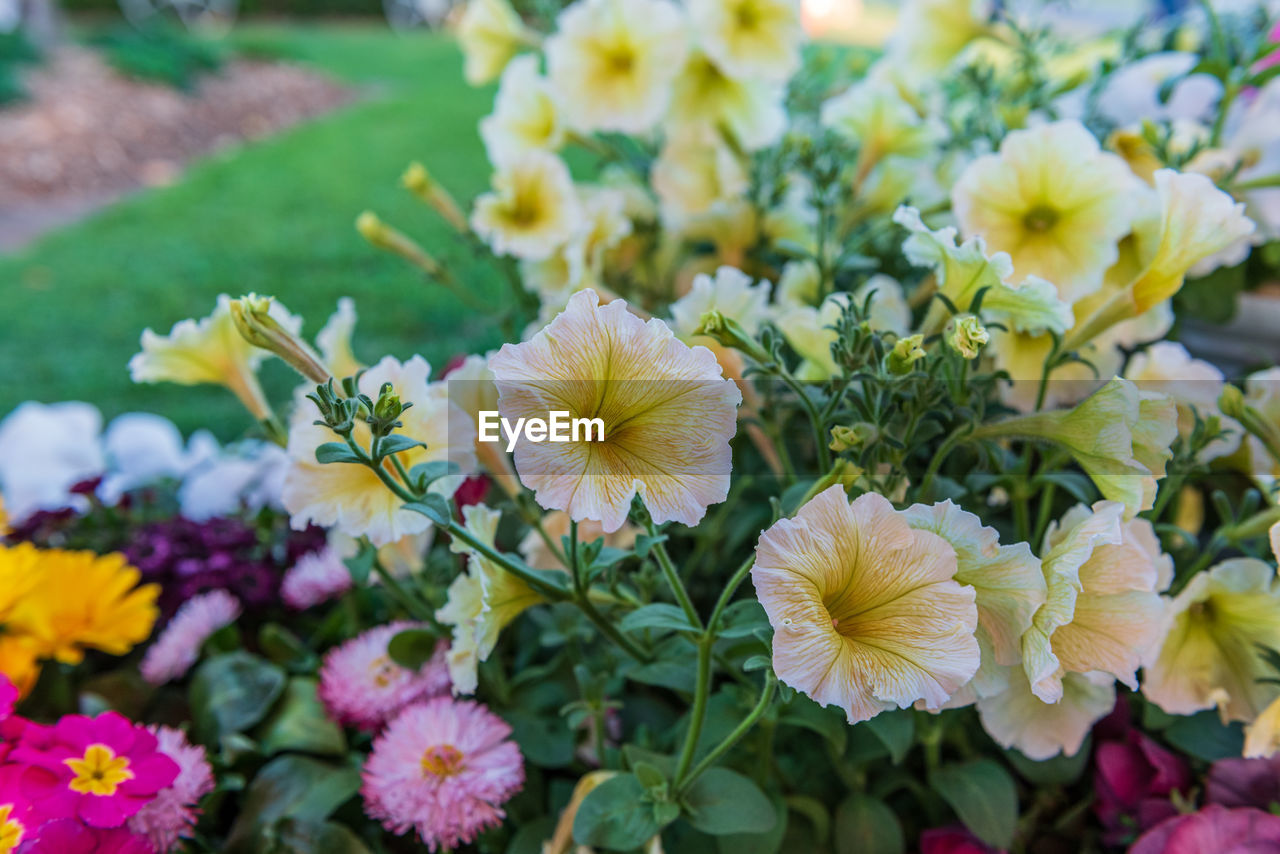 Close-up of yellow flowering plant