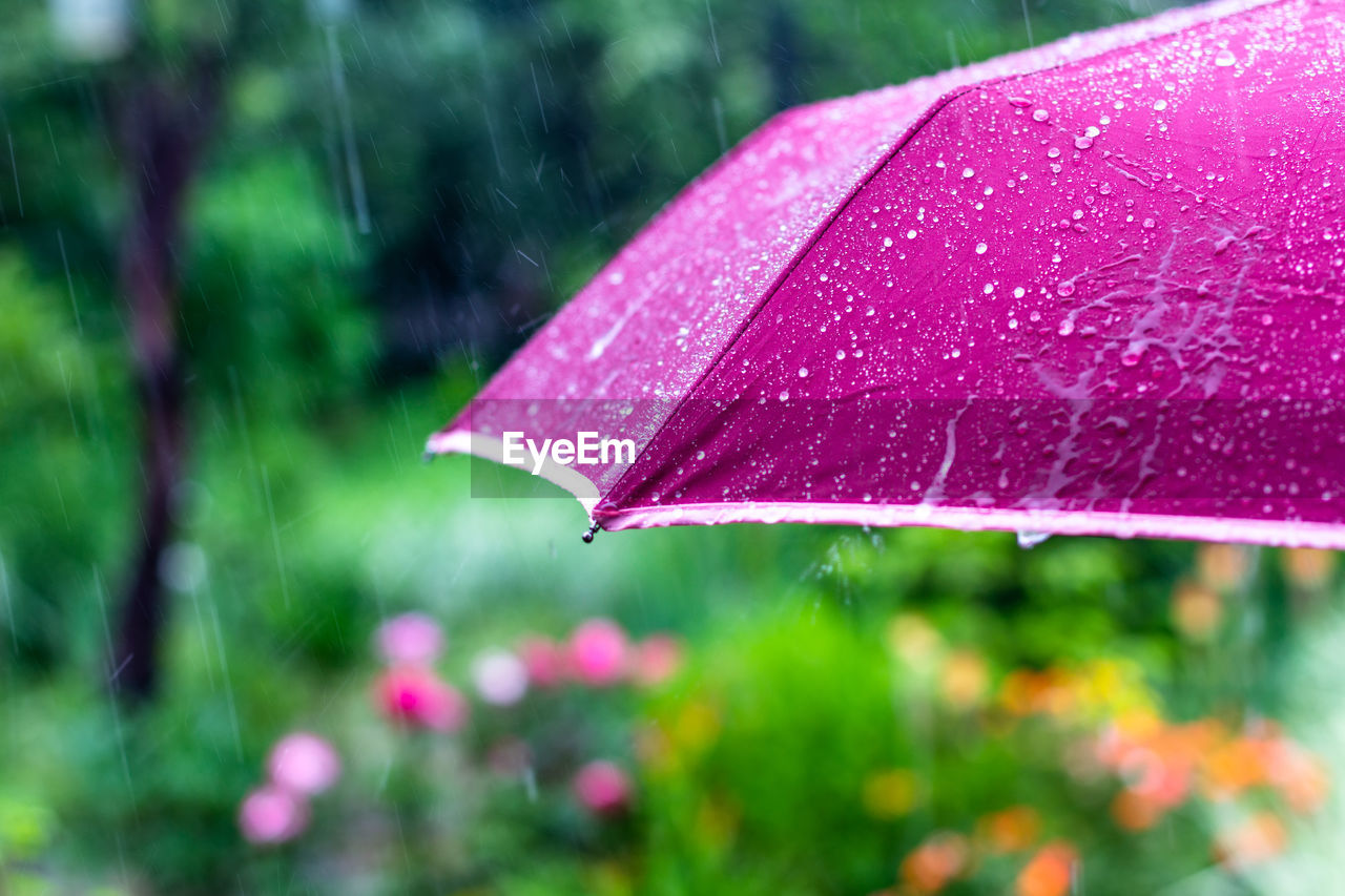 CLOSE-UP OF WET RED LEAF ON RAINY SEASON