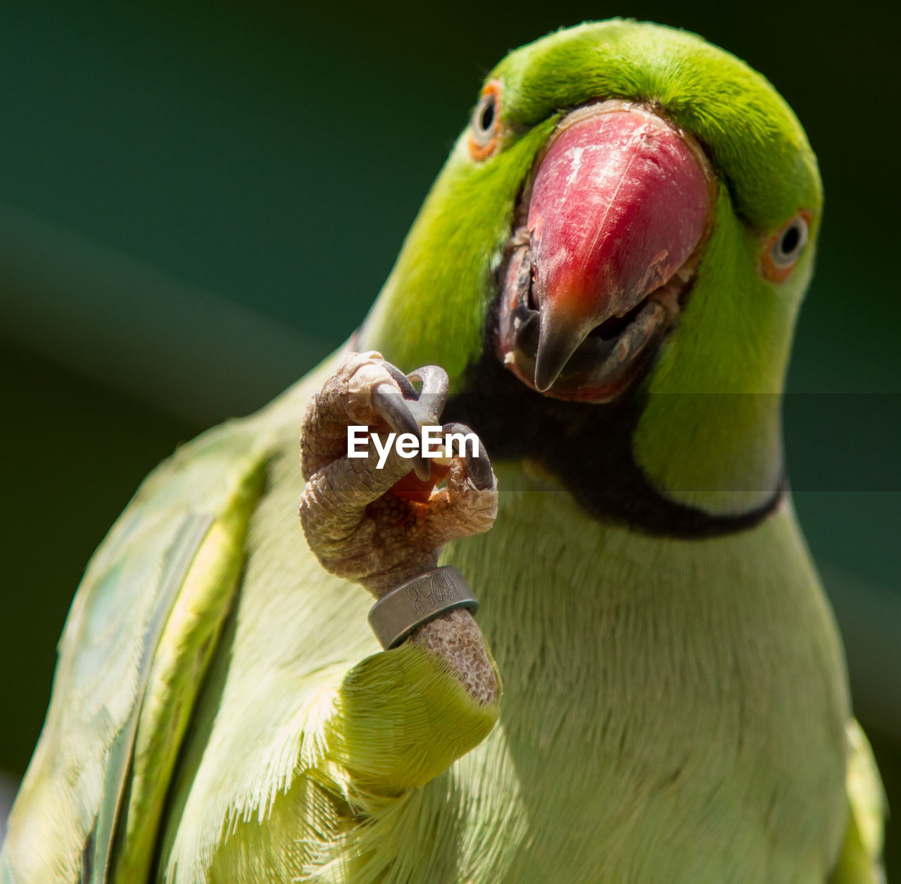 CLOSE-UP OF PARROT PERCHING ON GREEN LEAF