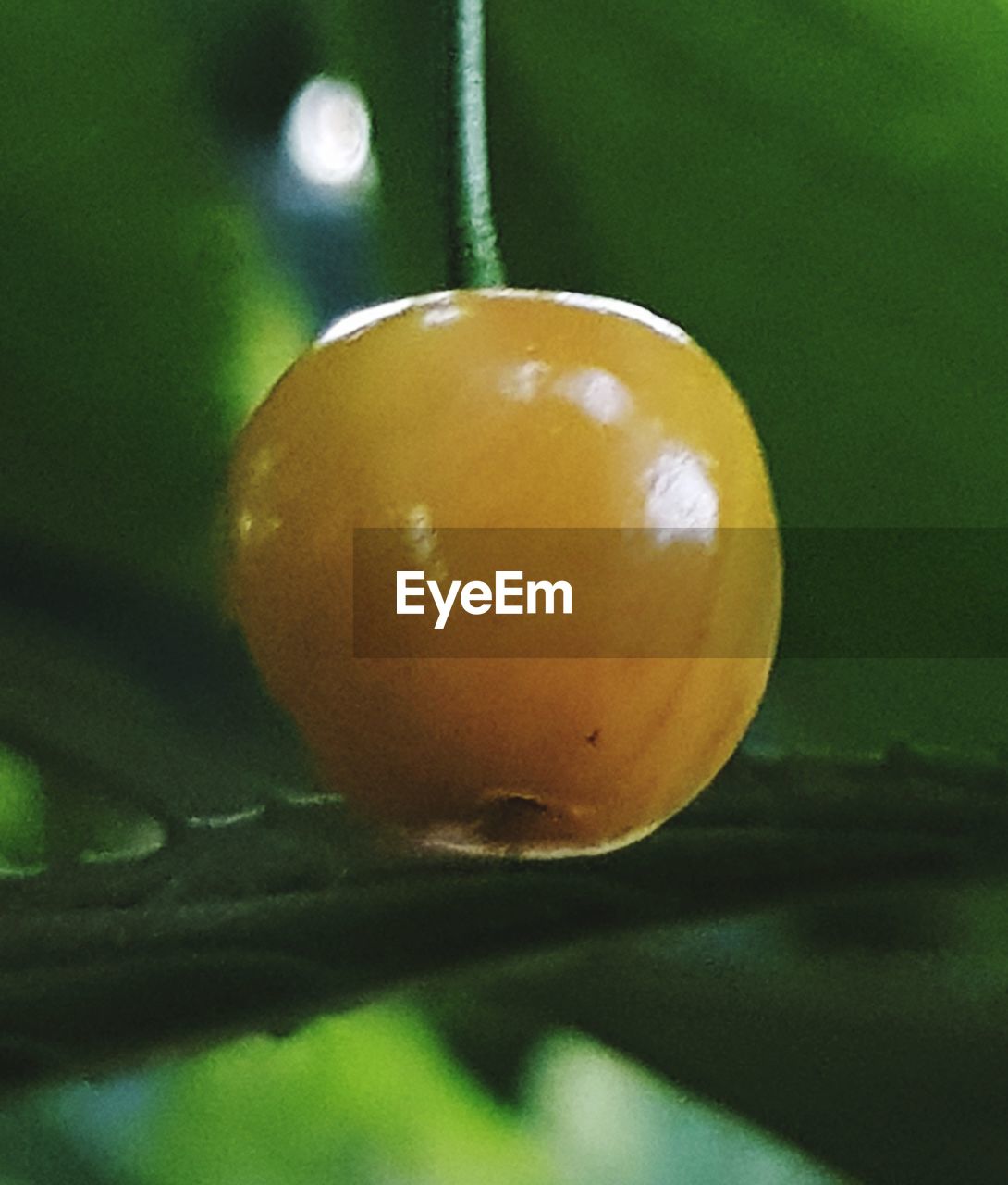 CLOSE-UP OF LEMON IN PLANT