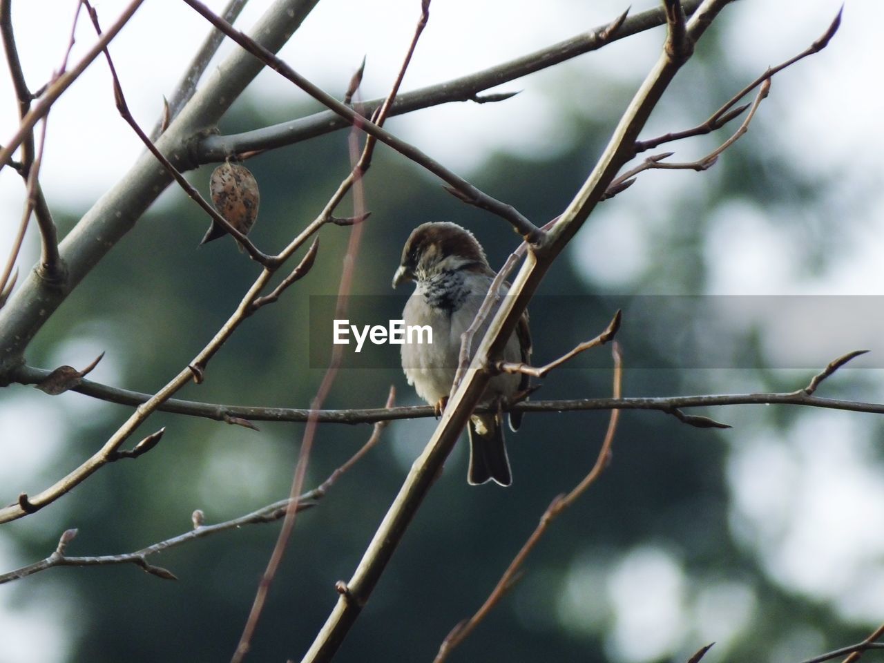 CLOSE-UP OF BIRD PERCHING ON BRANCHES