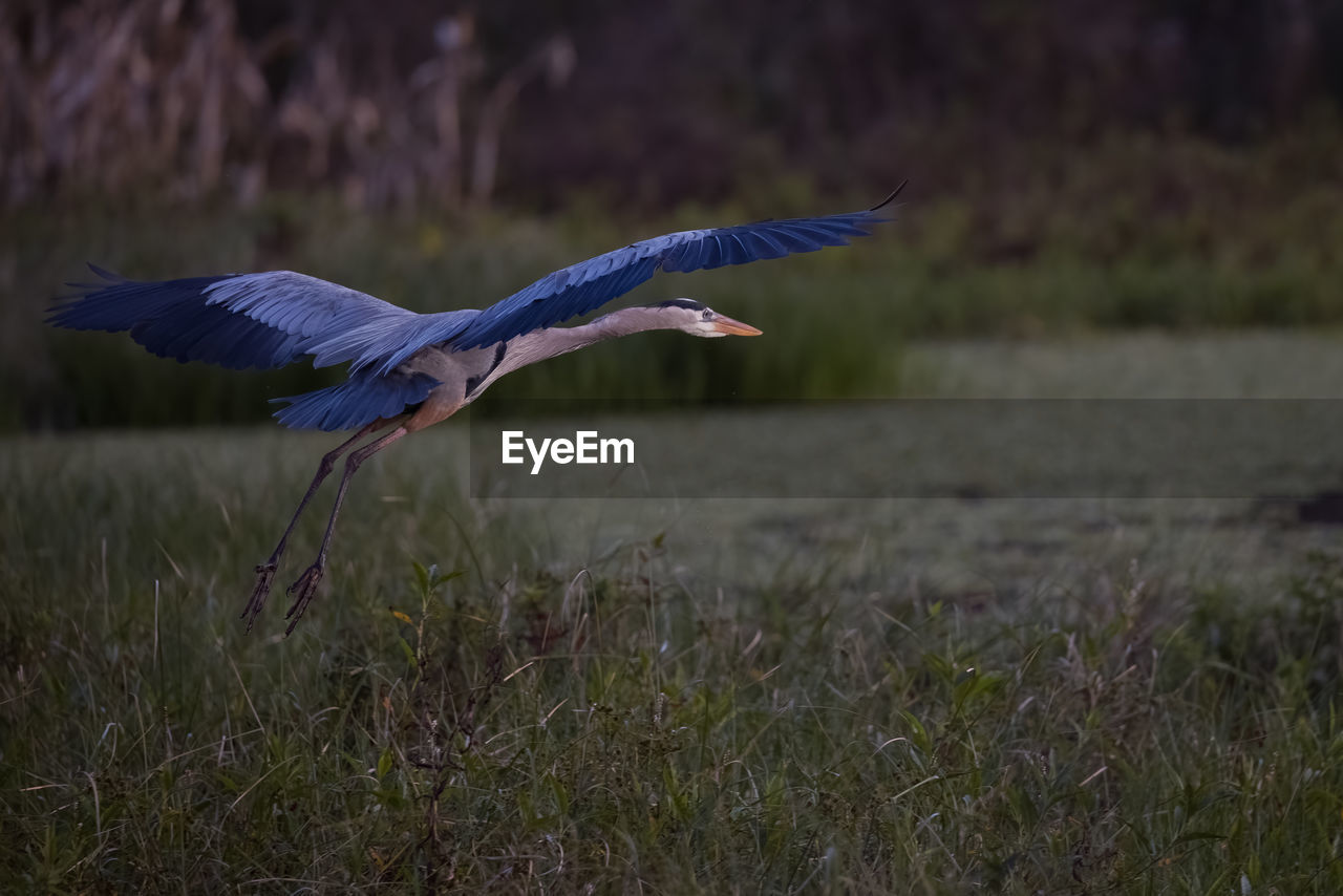 Great blue heron flying over marsh