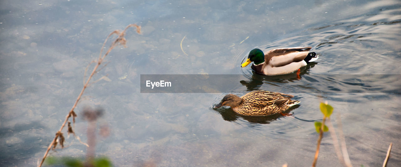 High angle view of duck swimming on lake