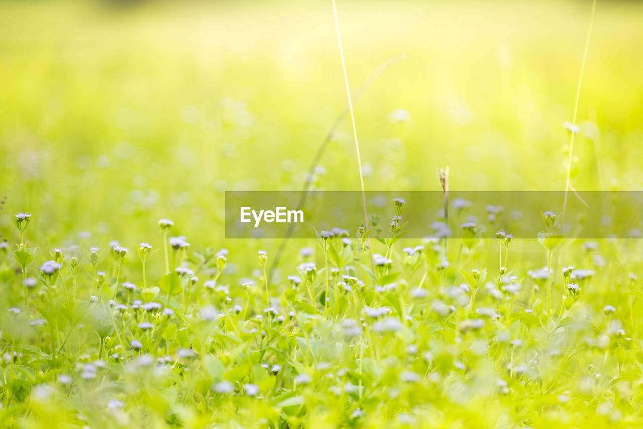 Close-up of fresh yellow flowering plants on field