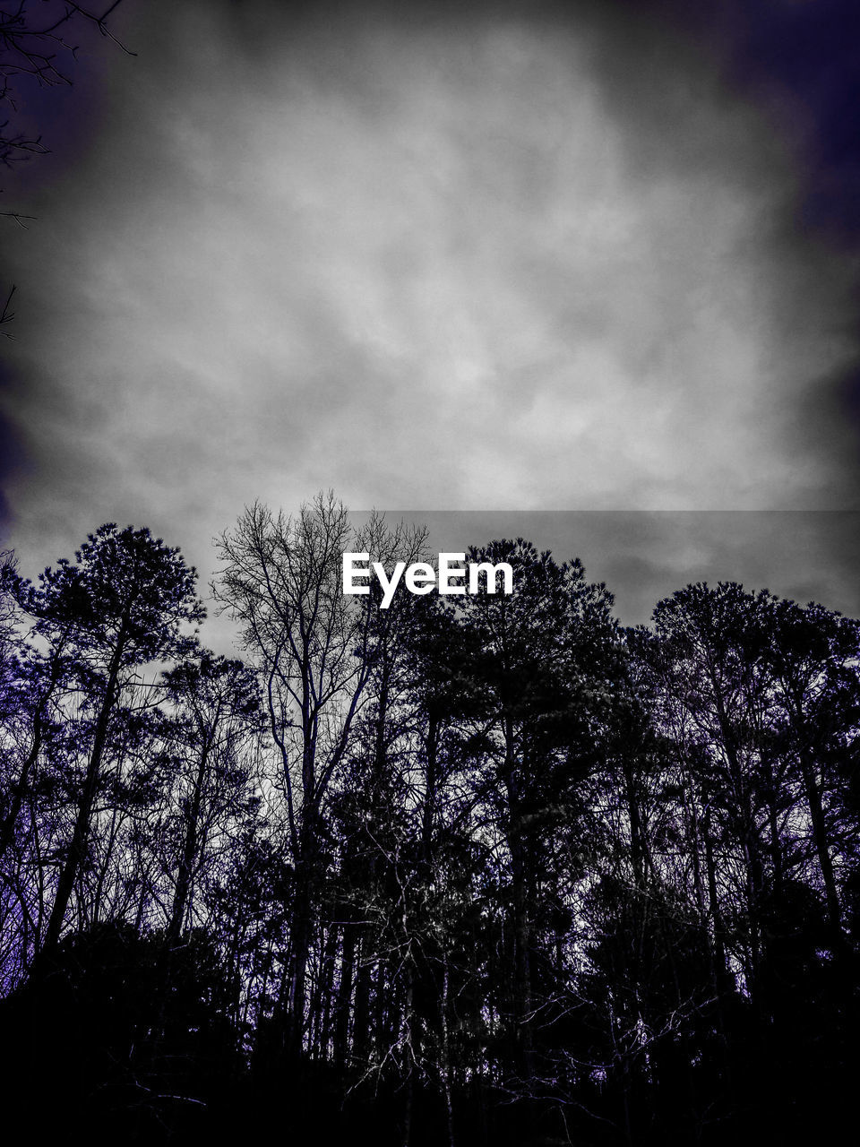 LOW ANGLE VIEW OF TREES AGAINST SKY AT FOREST