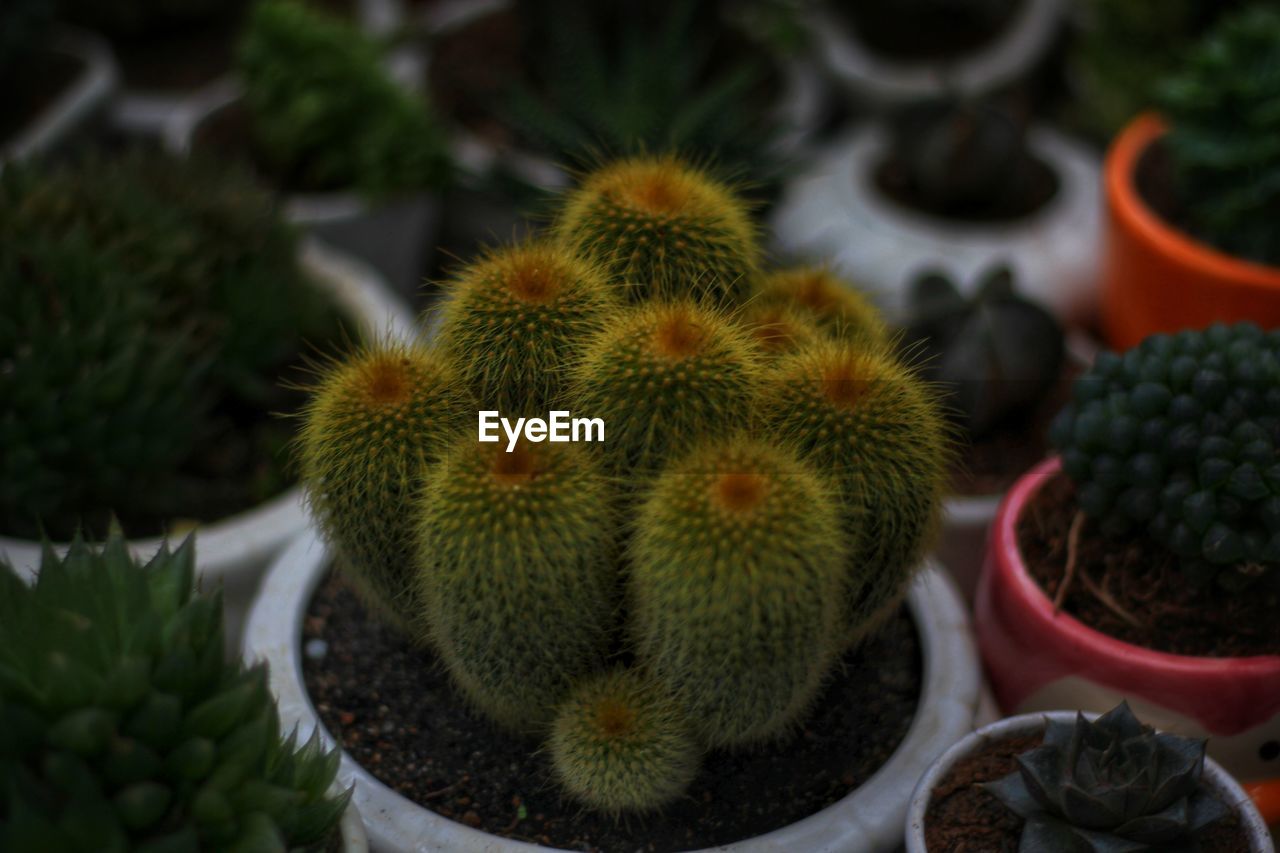 CLOSE-UP OF SUCCULENT PLANT