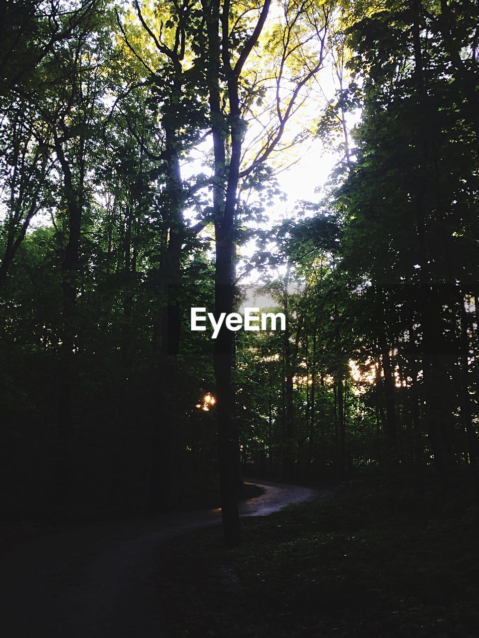 TREES GROWING IN FOREST AGAINST SKY