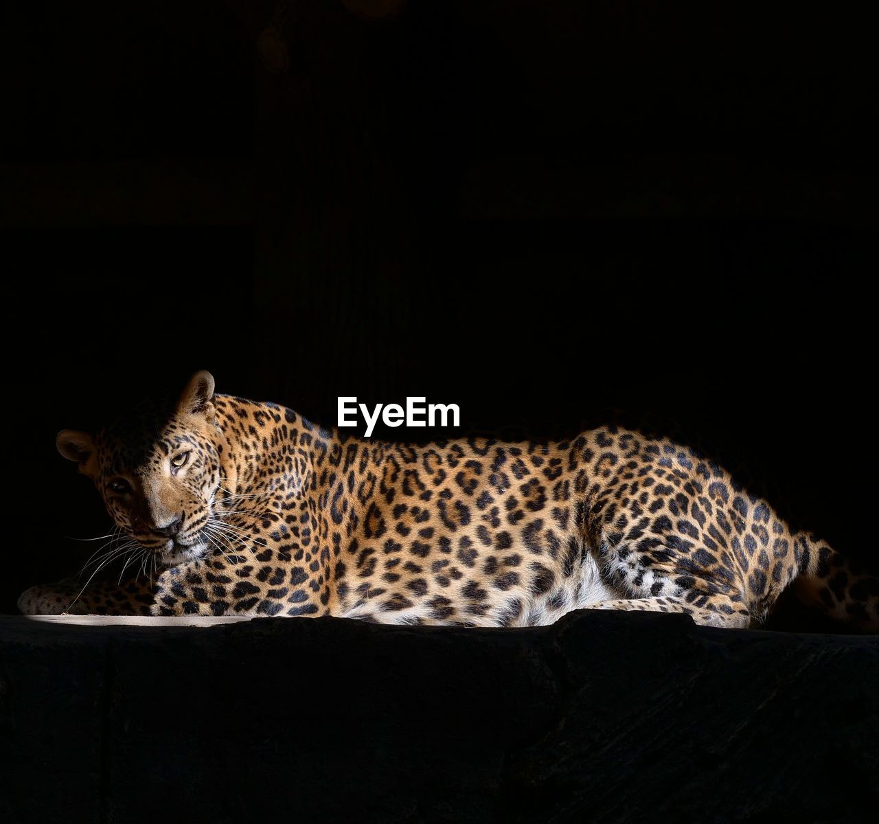 View of sri lanka leopard against black background and thin sun light passing through the cage