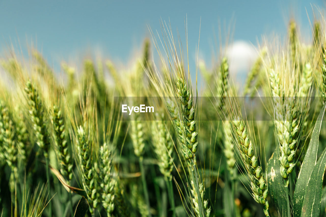 close-up of wheat growing on field against clear blue sky