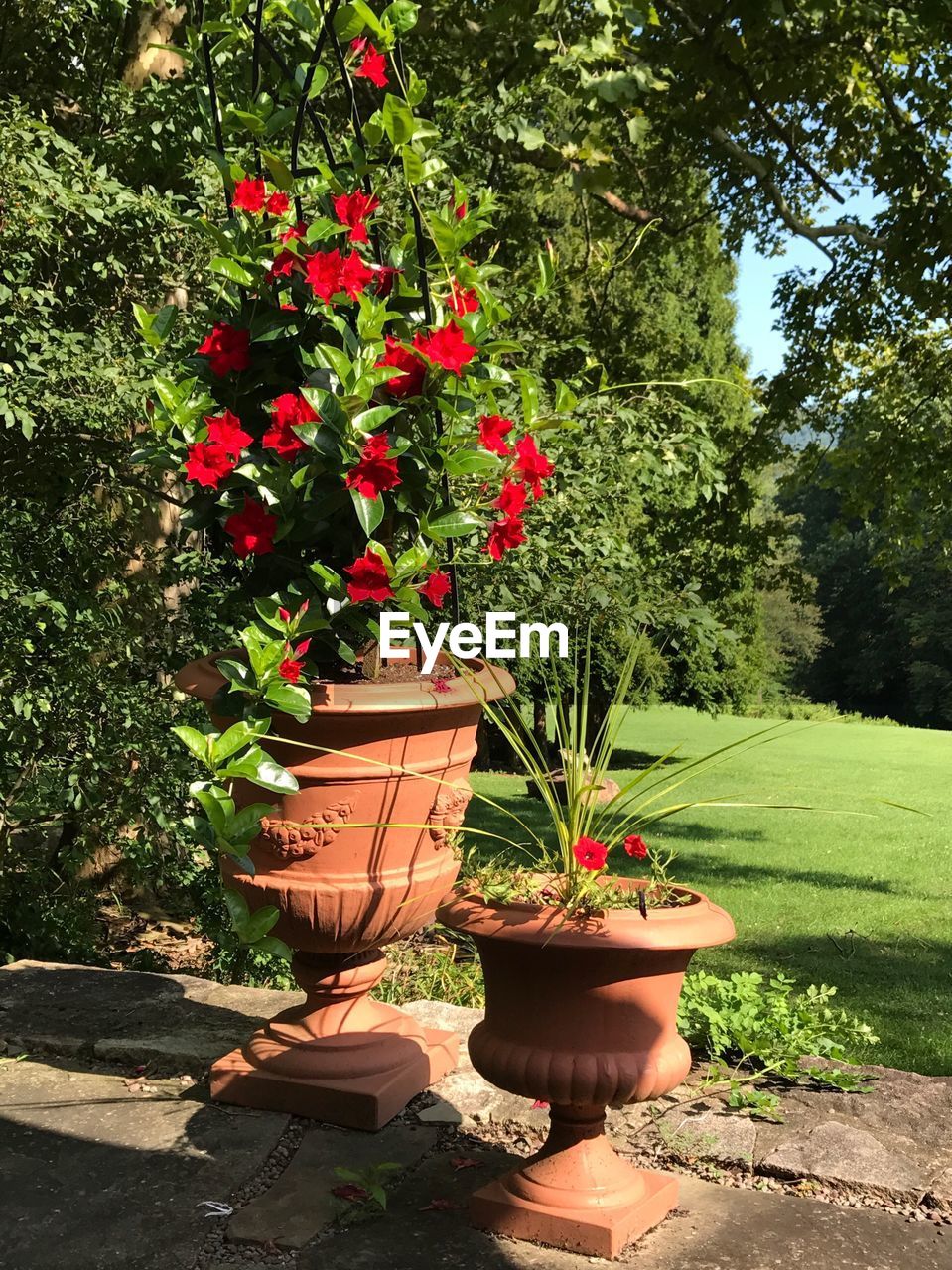 POTTED PLANTS AND TREES