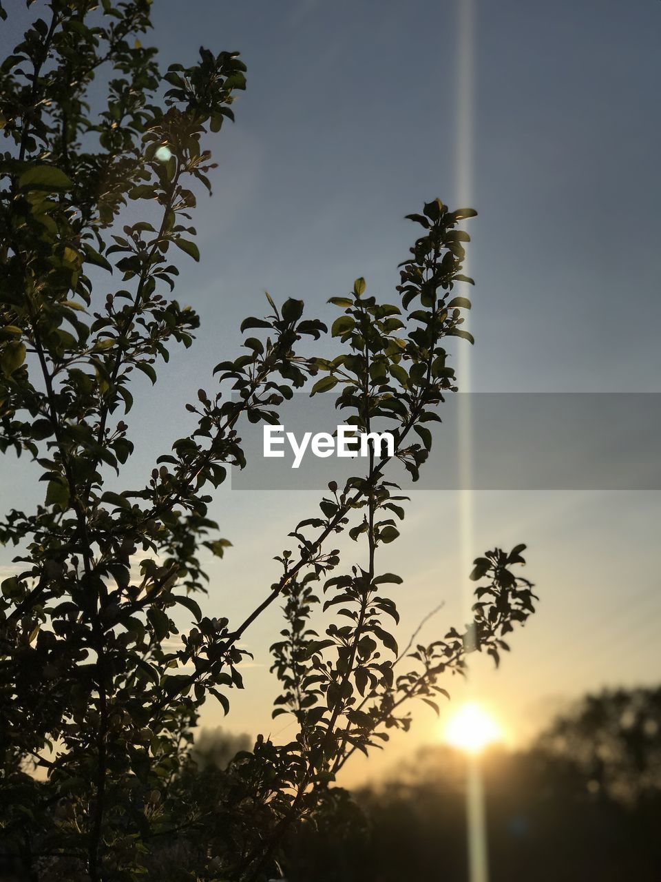 LOW ANGLE VIEW OF SILHOUETTE TREES AGAINST SKY AT SUNSET