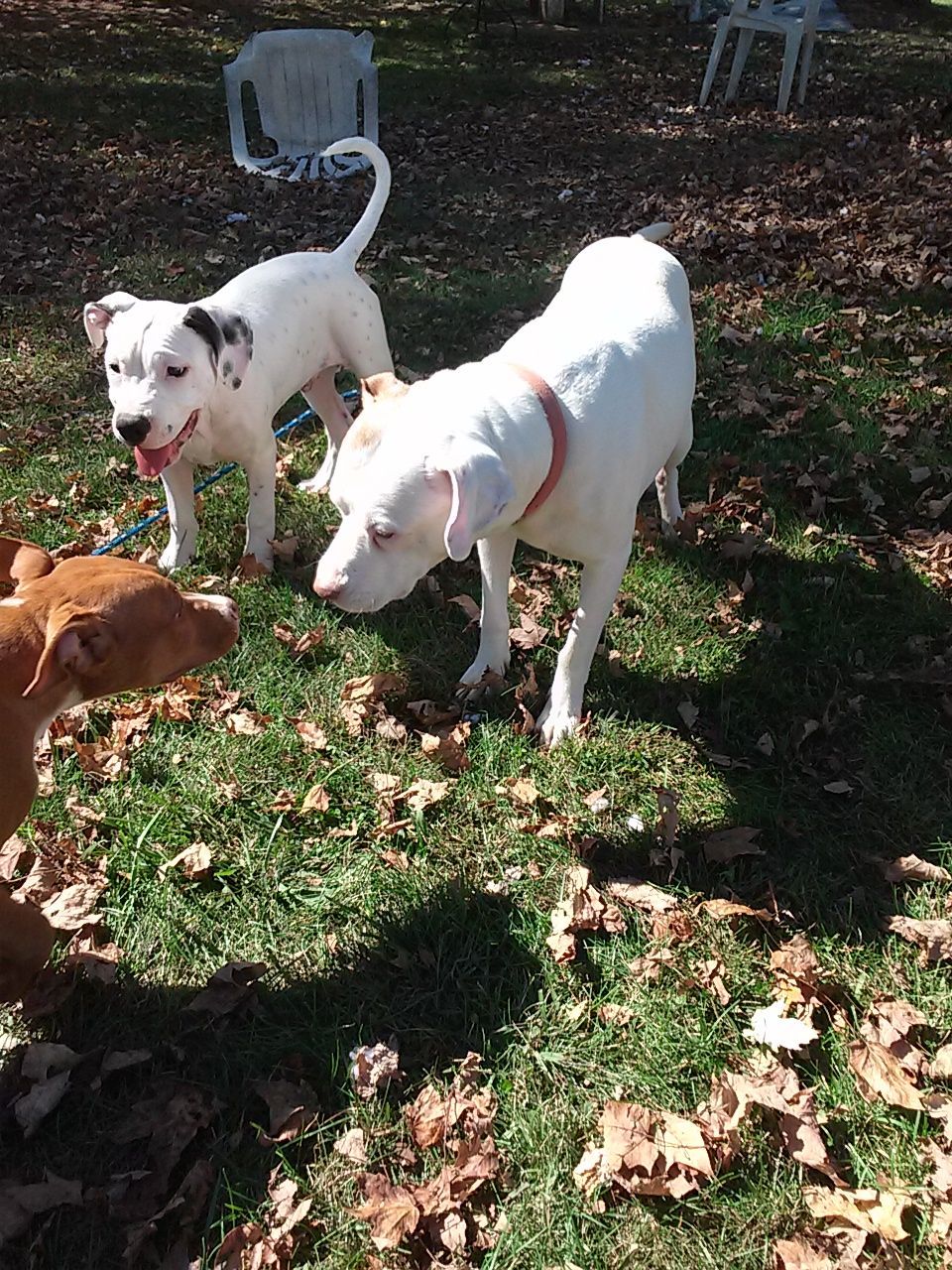 High angle view of dogs on field