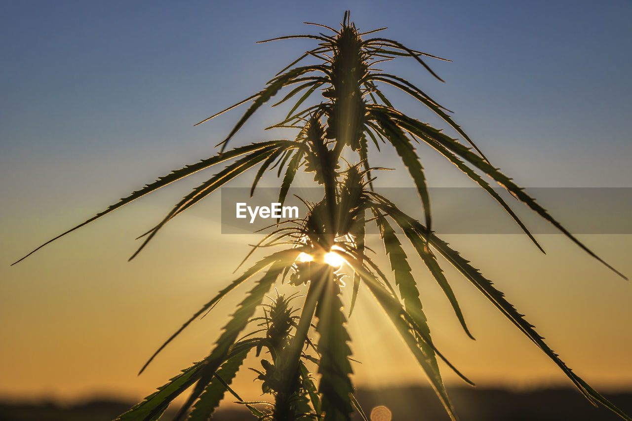 LOW ANGLE VIEW OF STALKS AGAINST SKY DURING SUNSET