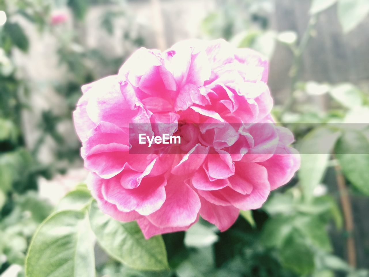 CLOSE-UP OF PINK ROSE FLOWER