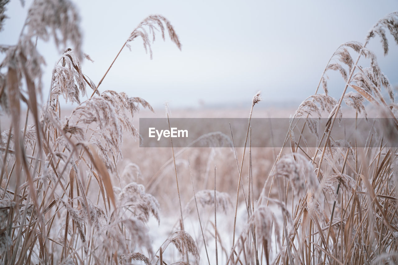 Close-up of wheat growing on field against sky