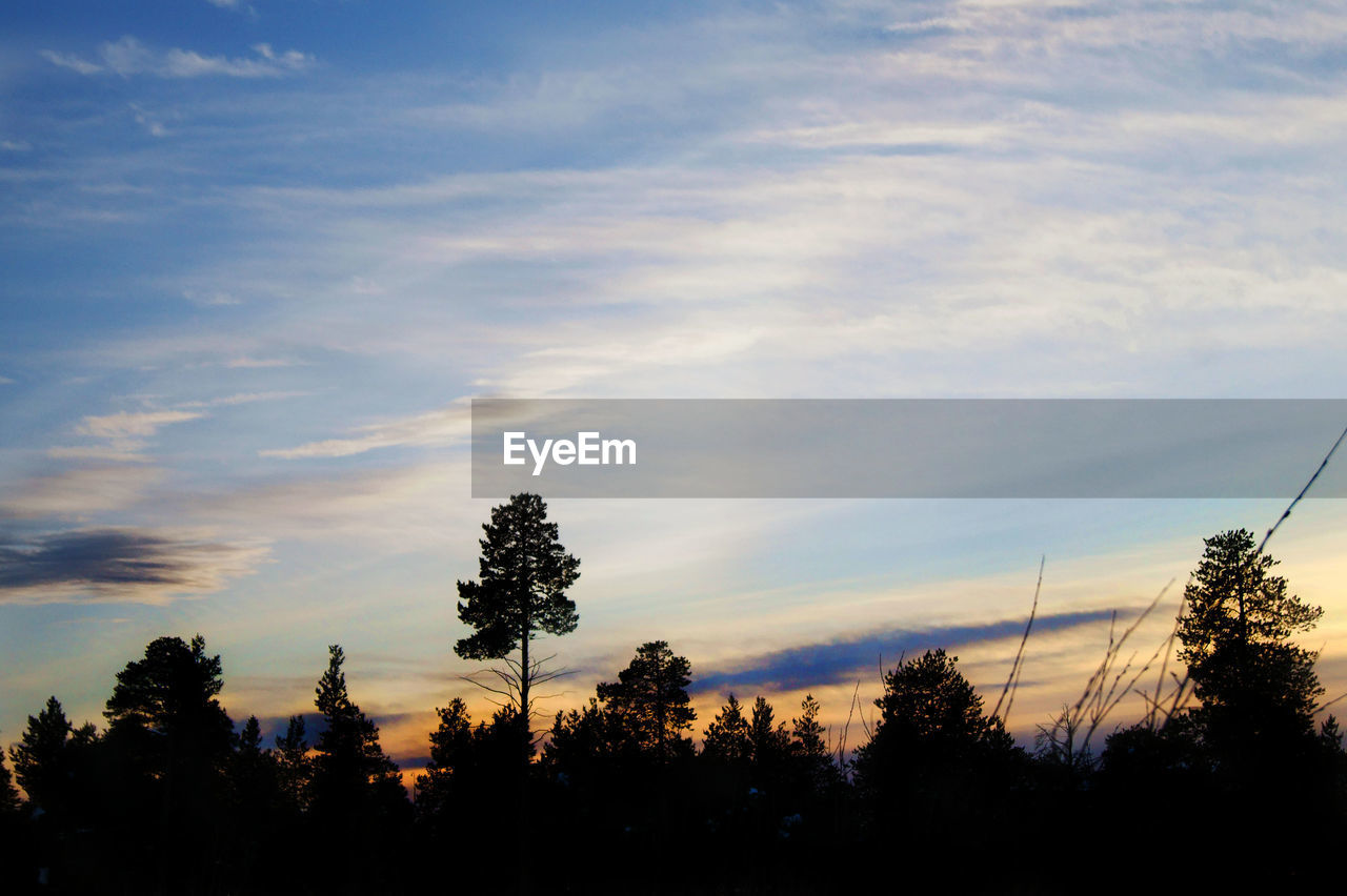 Low angle view of silhouette trees against sky