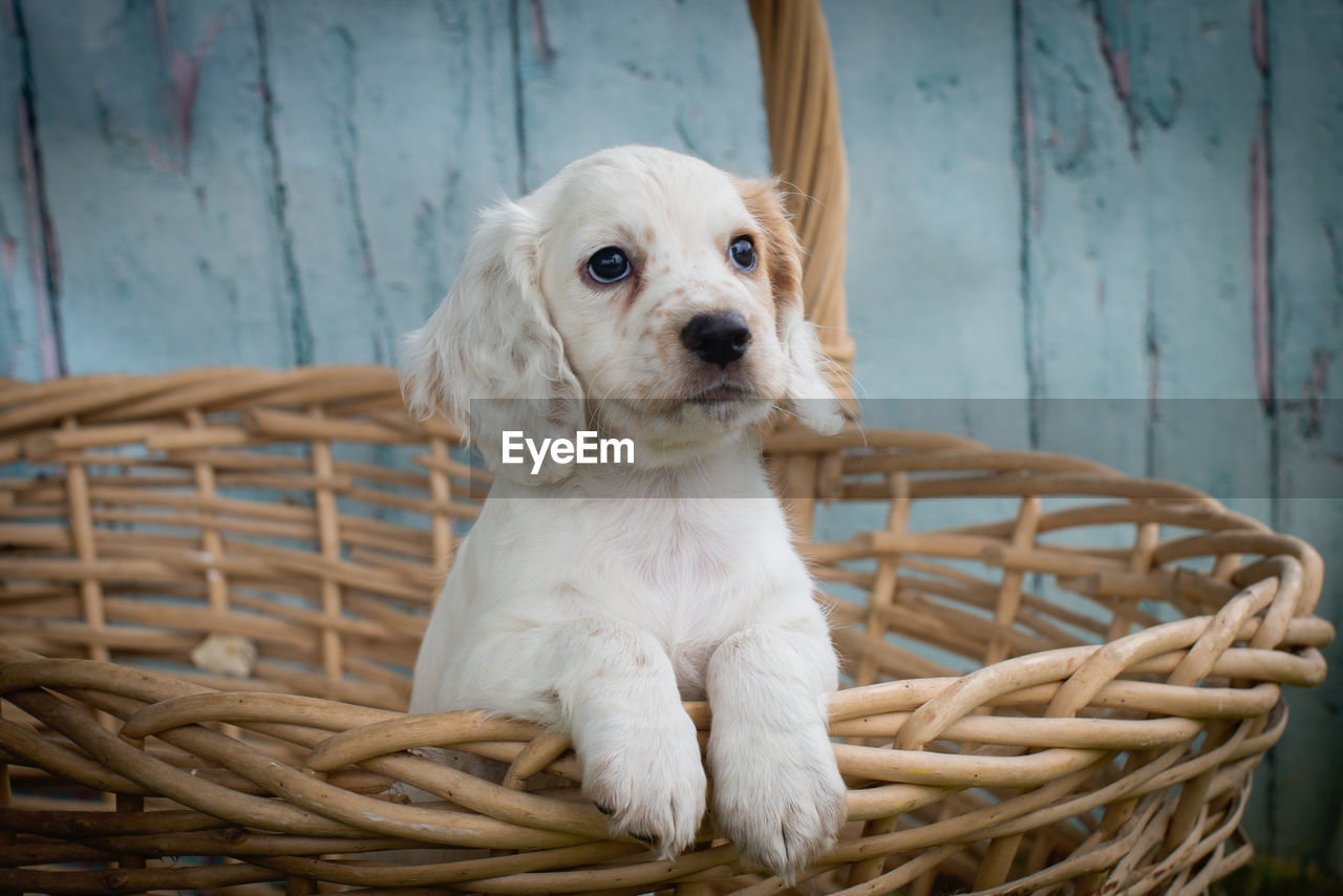 Close-up of dog in basket