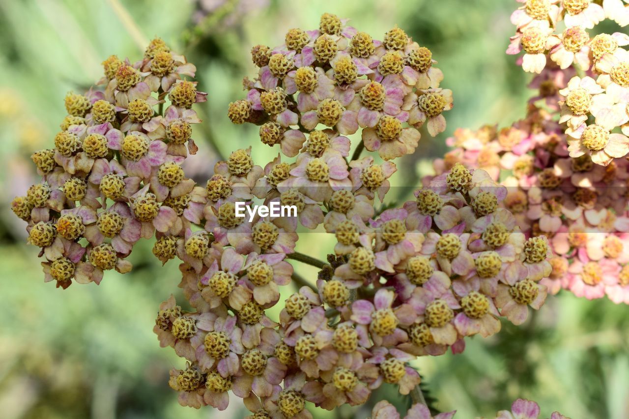 CLOSE-UP OF FRESH PINK FLOWERING PLANTS