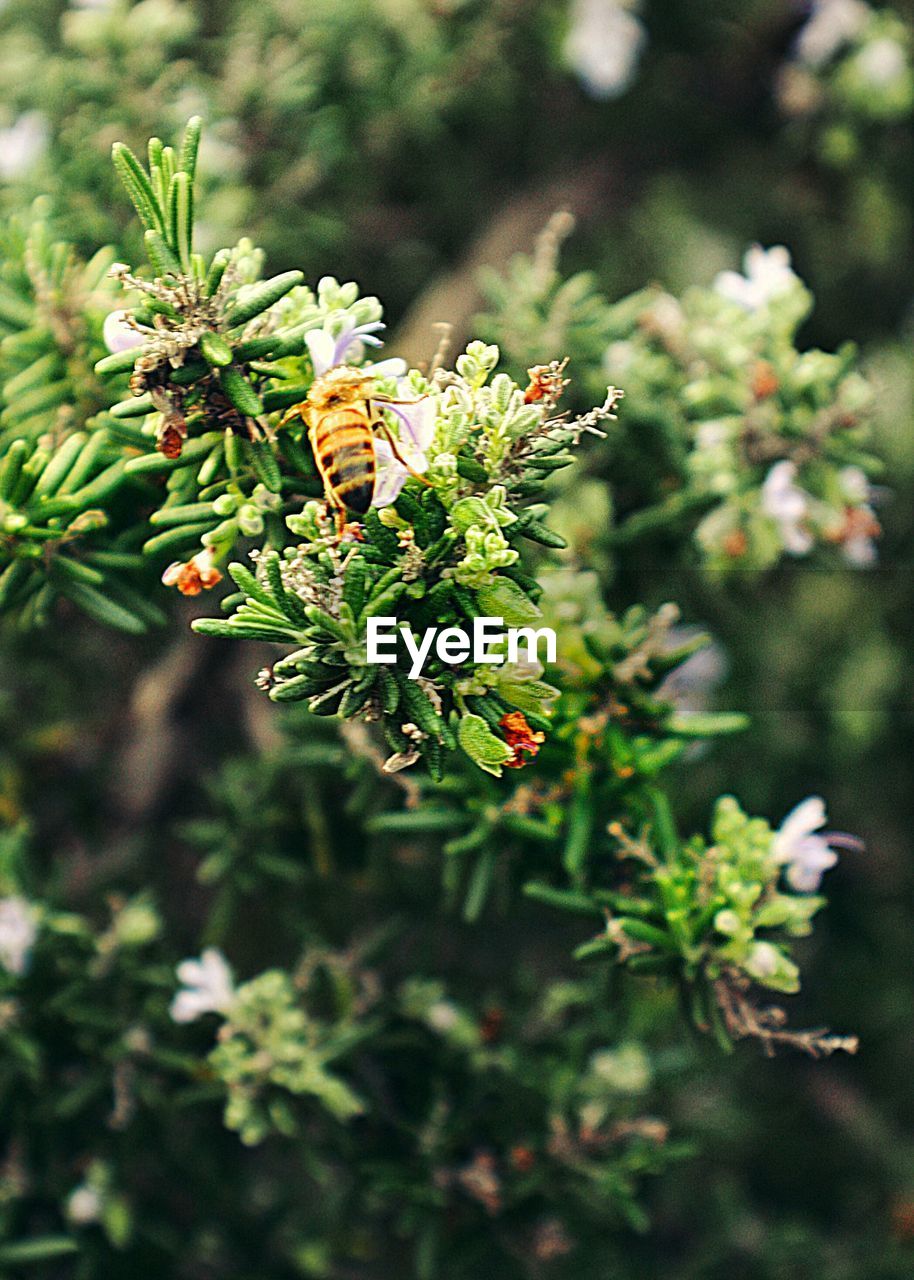 CLOSE-UP OF PLANT GROWING OUTDOORS