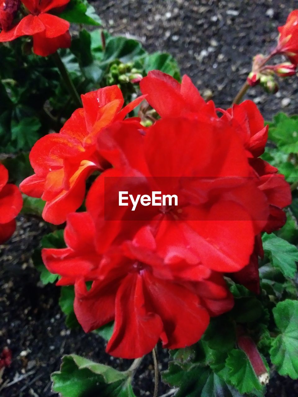 HIGH ANGLE VIEW OF RED POPPY FLOWERS