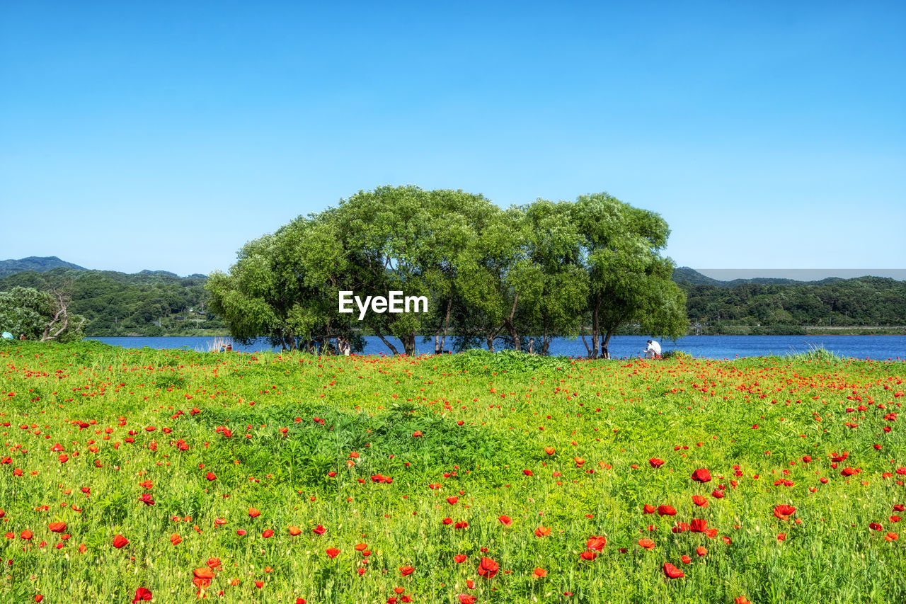 plant, grassland, flower, field, sky, beauty in nature, nature, meadow, flowering plant, land, natural environment, tree, landscape, scenics - nature, environment, prairie, water, blue, pasture, wildflower, tranquility, growth, clear sky, no people, grass, tranquil scene, freshness, day, plain, green, red, outdoors, non-urban scene, rural scene, mountain, rural area, sunny, summer, horizon, travel destinations, idyllic, agriculture