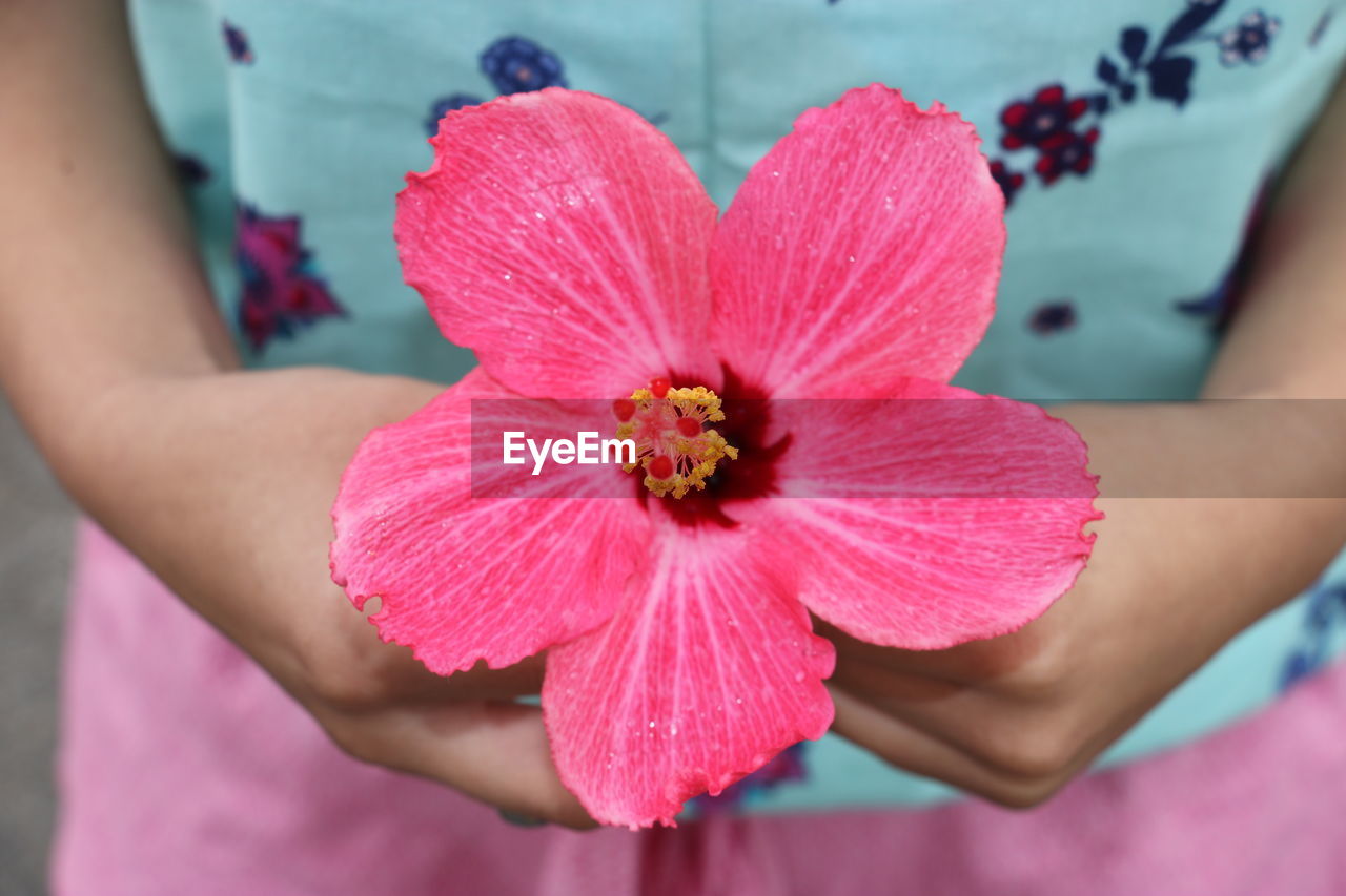 Midsection of woman hand holding pink flower