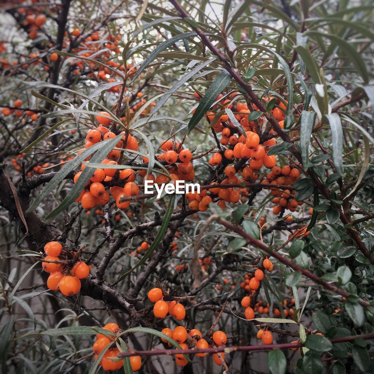 CLOSE-UP OF PLANT