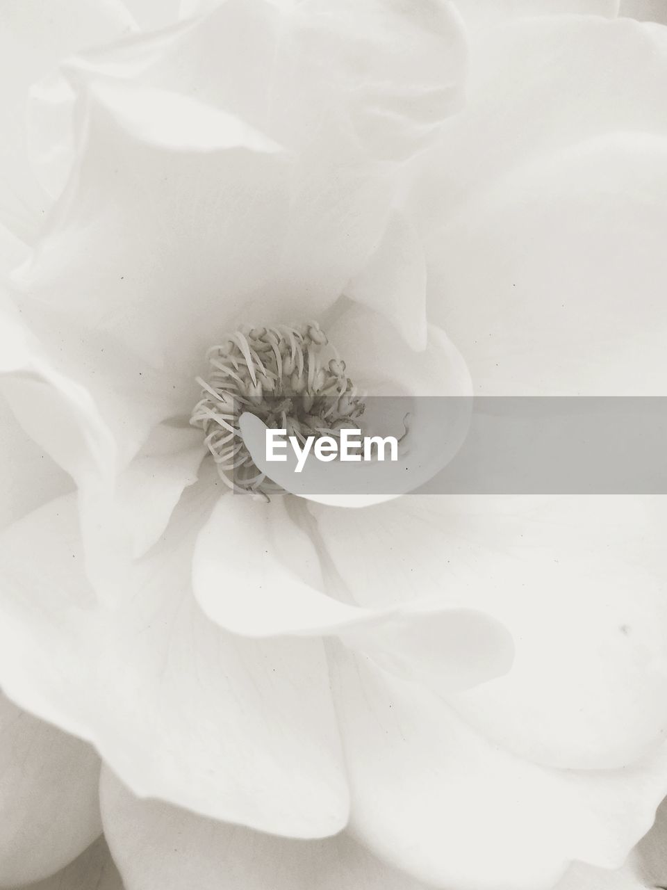 CLOSE-UP OF WHITE FLOWER