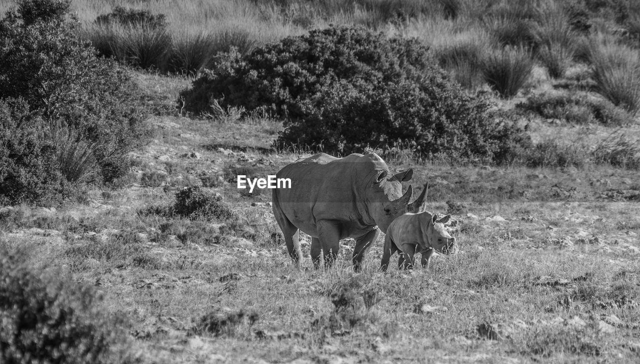 Rhinoceros on grass against plants