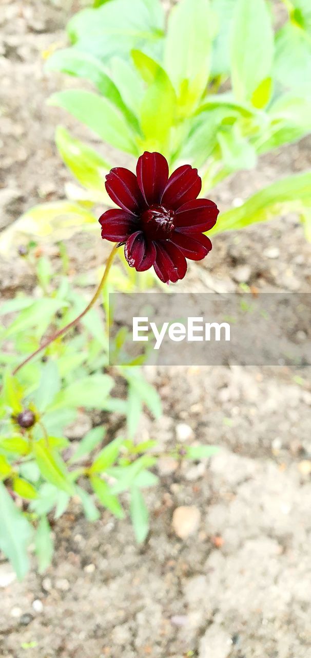 HIGH ANGLE VIEW OF RED FLOWER