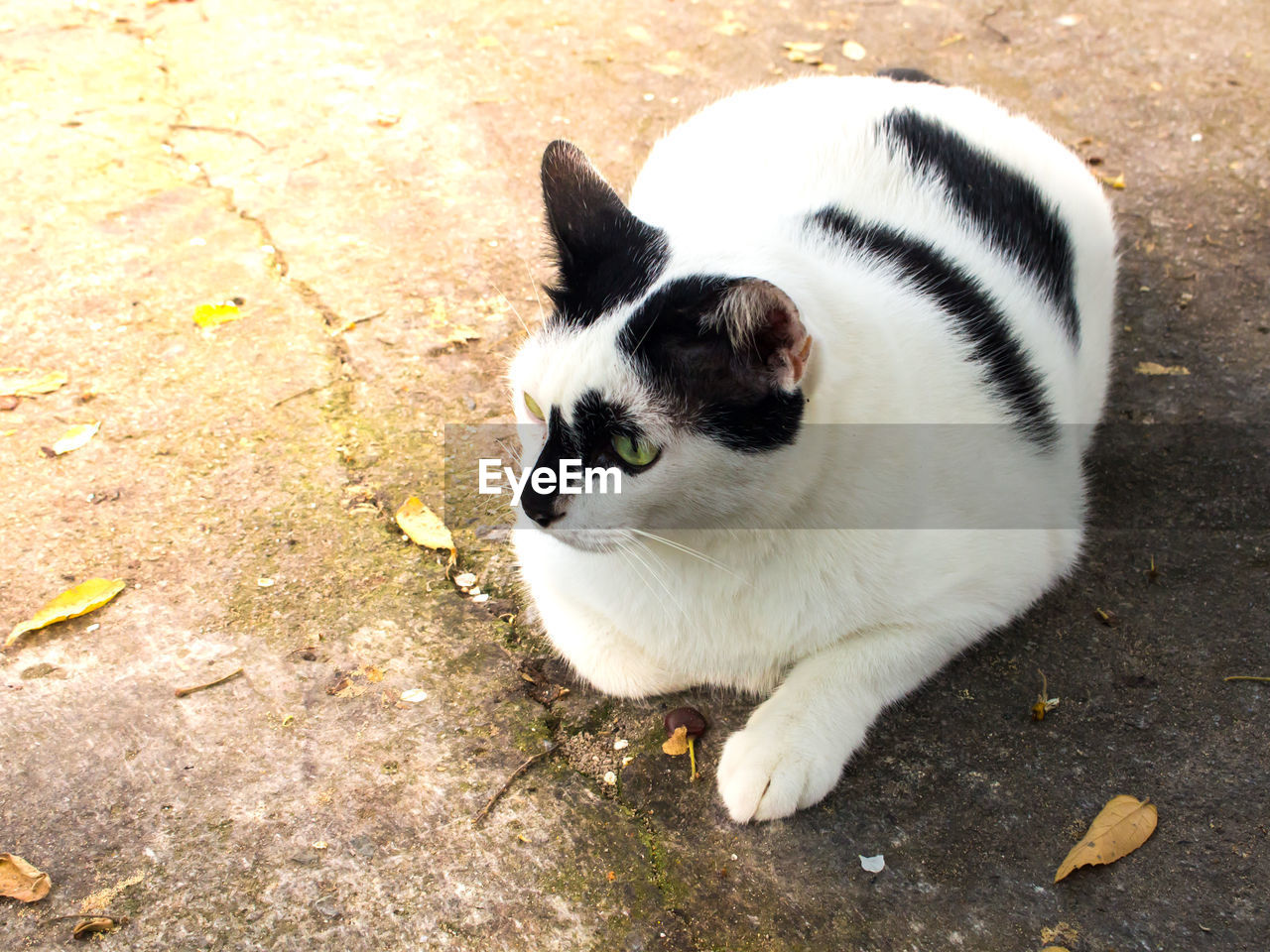 HIGH ANGLE VIEW OF CAT LOOKING AWAY OUTDOORS