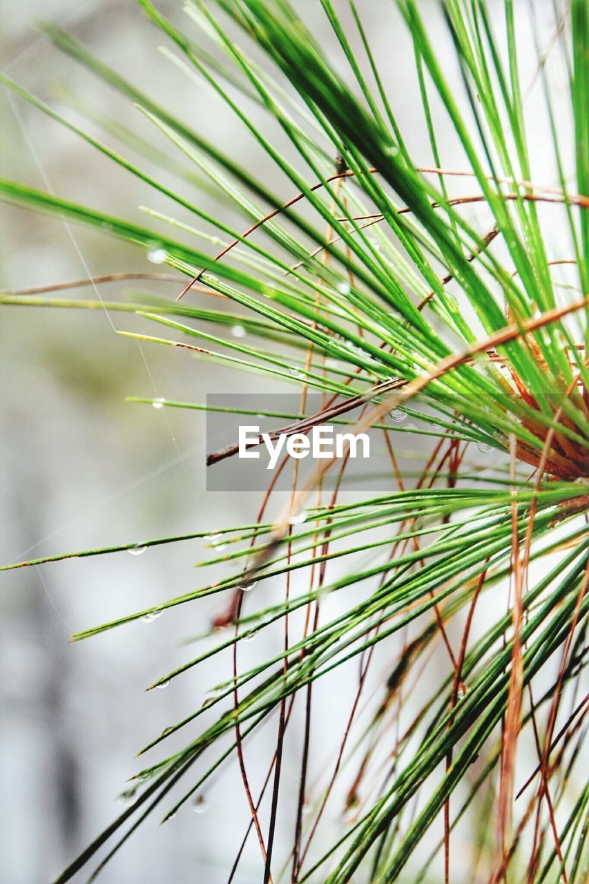 CLOSE-UP OF PLANTS