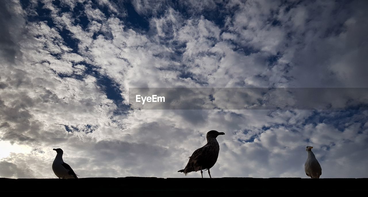 LOW ANGLE VIEW OF BIRDS PERCHING ON A LAND