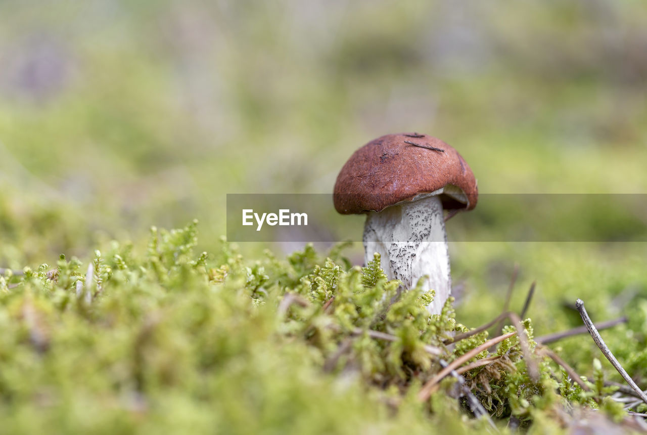 Boletus mushroom growing in moss in the forest. beautiful autumn season. edible leccinum mushroom.