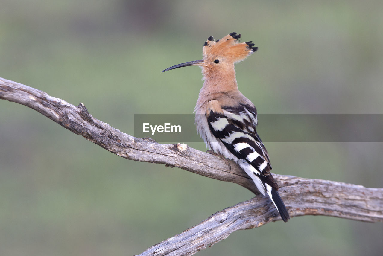 CLOSE-UP OF A BIRD PERCHING ON A TREE