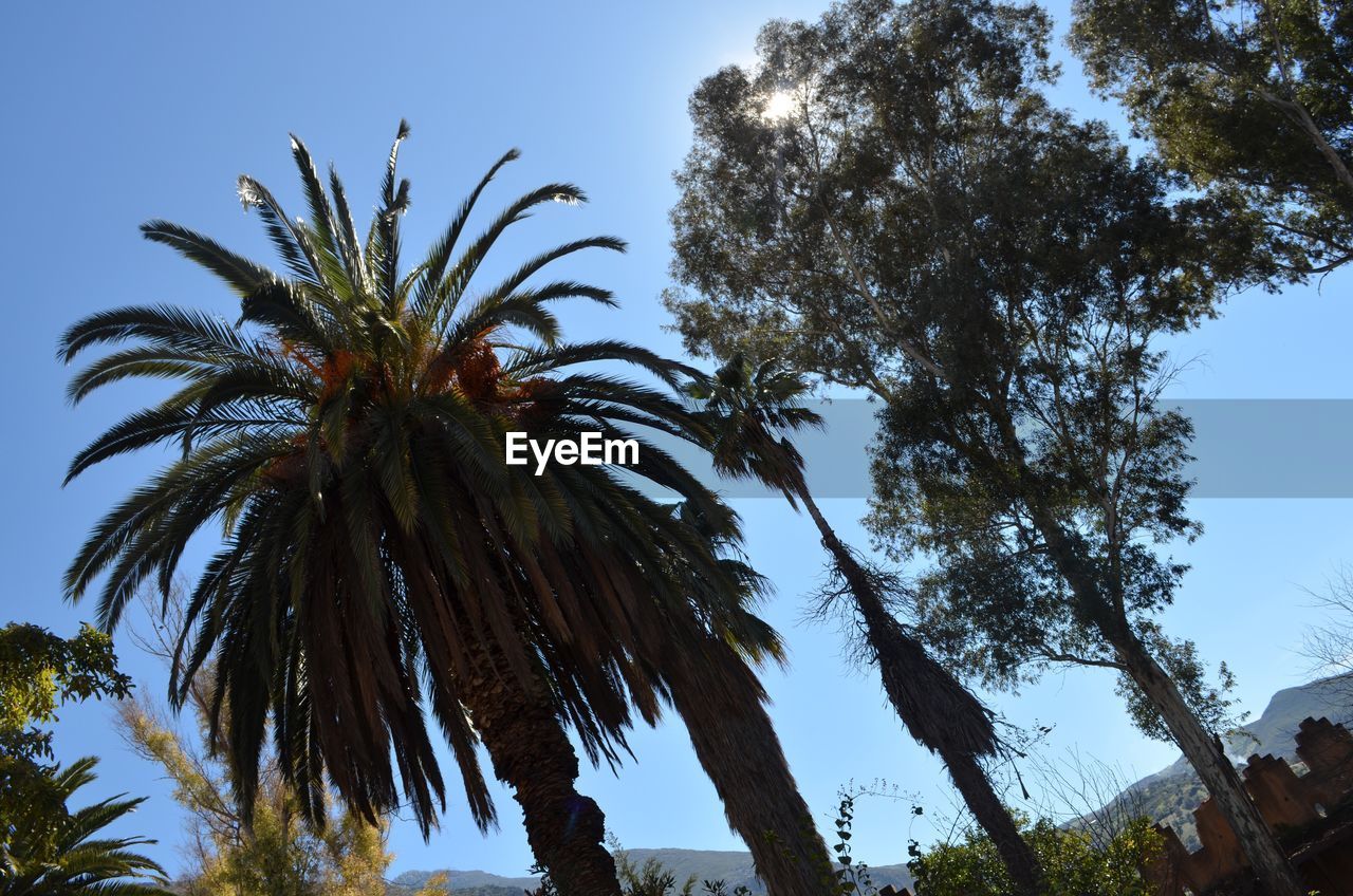 LOW ANGLE VIEW OF PALM TREE AGAINST SKY