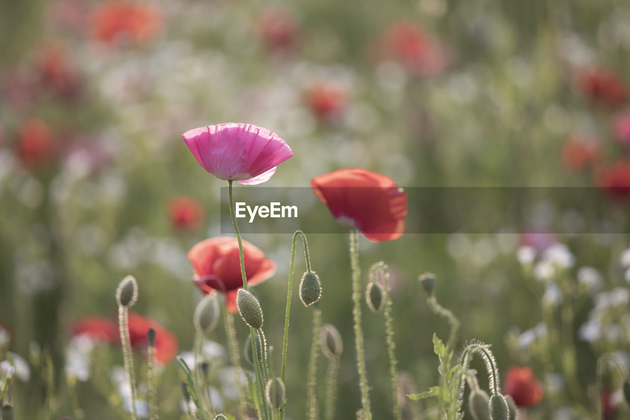 Close-up of poppy flowers on field