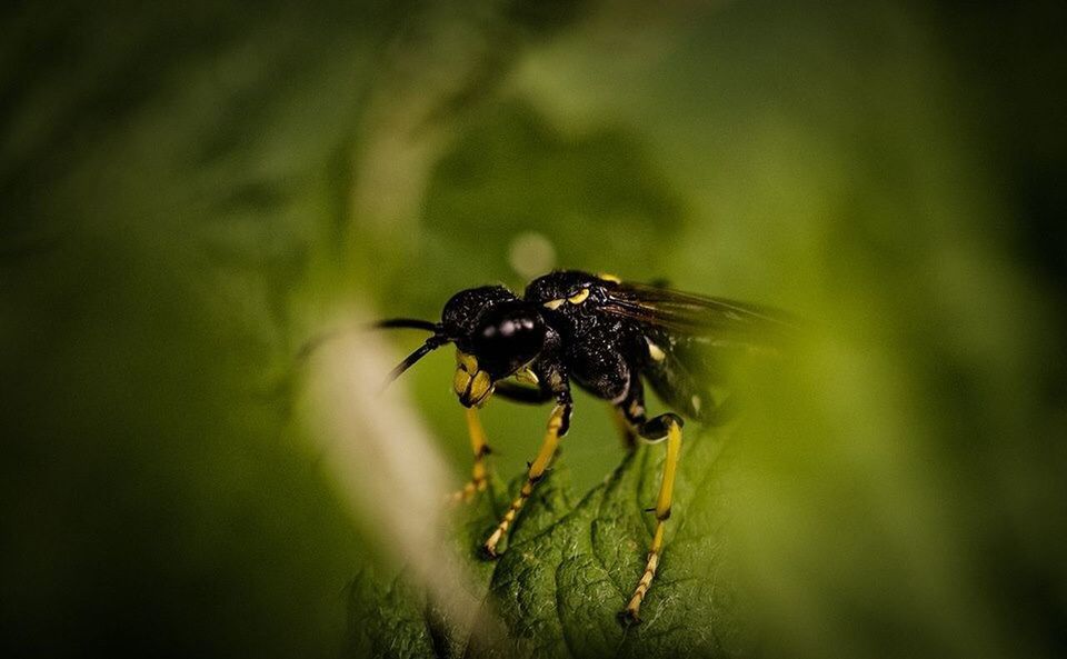 CLOSE-UP VIEW OF INSECT