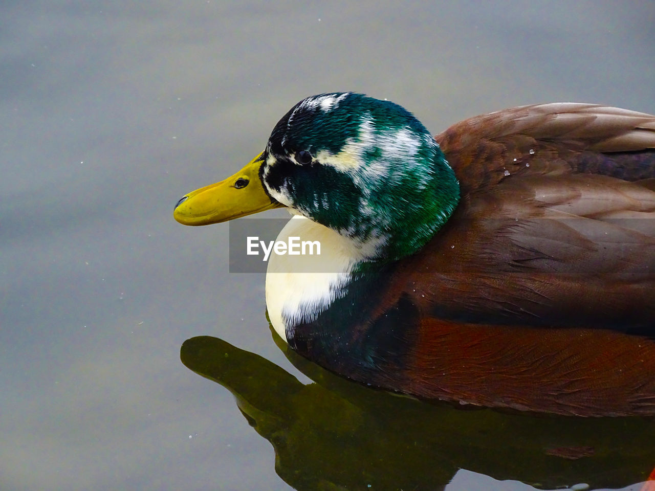 CLOSE-UP OF DUCK IN LAKE