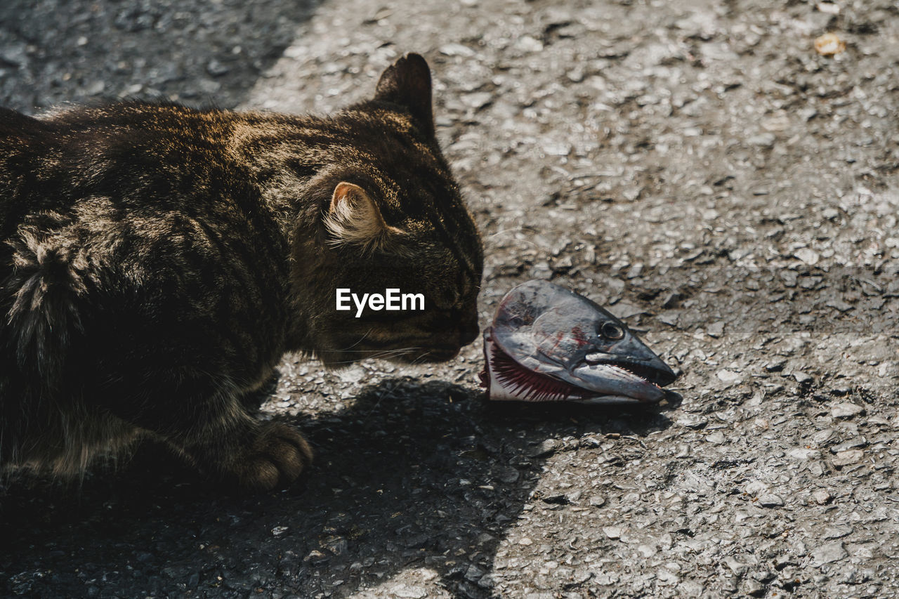 A cat examines the head of a dead fish along the waterfront in istanbul. 