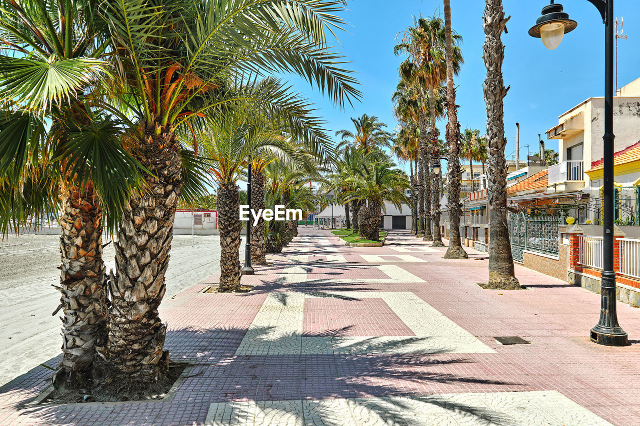 palm tree, tropical climate, tree, walkway, plant, nature, sunlight, street, vacation, shadow, architecture, day, city, footpath, travel destinations, sky, no people, road, sunny, boardwalk, neighbourhood, outdoors, built structure, building exterior, town, plaza, date palm tree, sidewalk, transportation, travel, date palm, town square, sign, growth, coconut palm tree