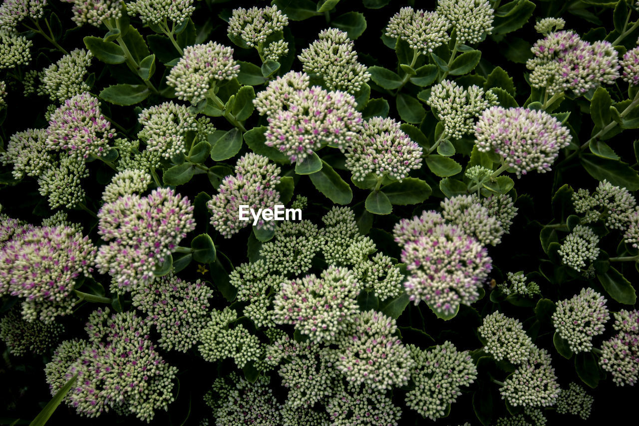 CLOSE-UP OF FLOWERING PLANTS